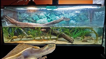 Australian Turtle Tank SETUP!
