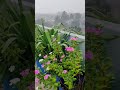 রিমঝিম এ ধারাতে, চাই মন হারাতে 🌸 #shortvideo #shorts #shortsviral #barish #বৃষ্টি #lovely