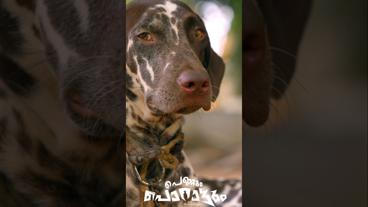 ഒന്നൊന്നര പടം തന്നെ ആയിരിക്കും വരുന്നത് Pennum Porattum Trailer | Rajesh Madhavan |