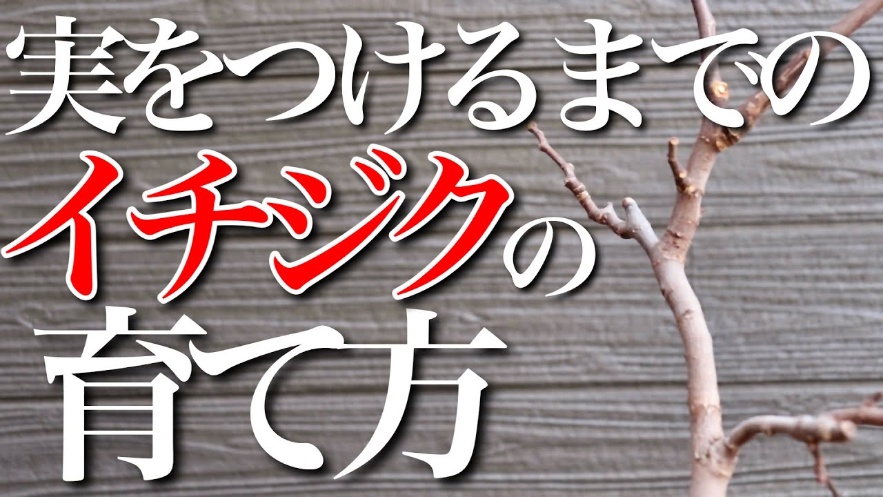 【イチジク】実を付けるまでの1年のサイクルと育て方を簡単に教えます