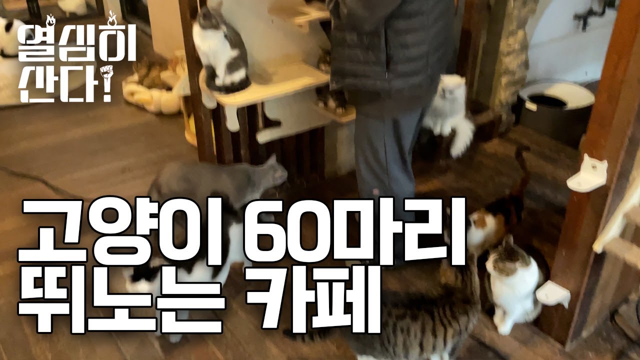 고양이 60마리 있는 고양이 카페와 소품샵 운영하는 30대 사장님