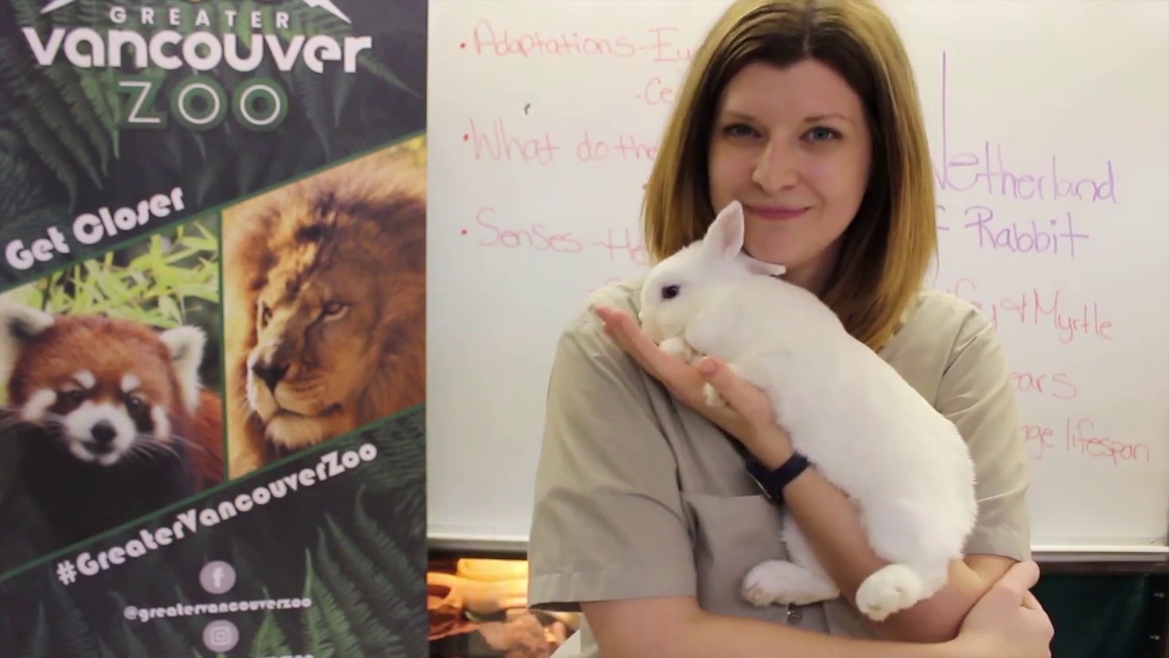 Kat's Corner Ep. 1 Netherland Dwarf Rabbit