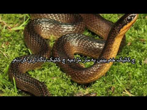 چ کاتیک خەوبینین بە مار مژدەیە چ کاتیک ئاگاداری کردنەو    
