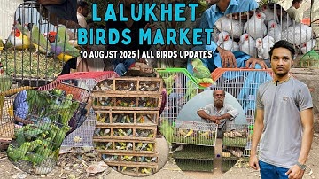 Lalukhet Birds Market 10 August 2025 | Nexus Birds | Fawn Java Sparrows | Lady Gouldian Finch