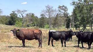 12 Hd of medium age heavy bred cattle. 950 12 Hd Of Solid Mouth And Younger Short Bred Cattle Bred 2 3 Months 800 Each