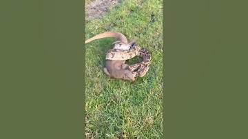 Nature’s Raw Power – Python vs Monitor Lizard! #shorts #ytshorts #viral #viralshorts #yt