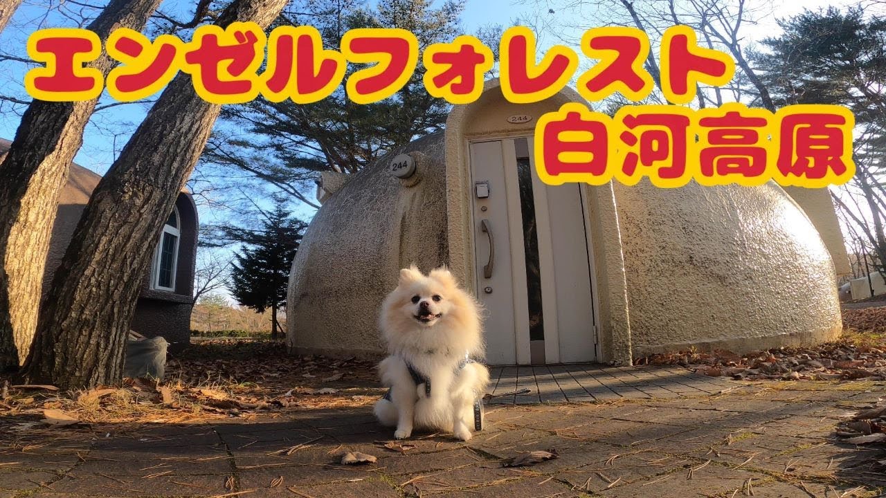 【旅するポメラニアン】わんこの温泉にわんこのバイキング。。ワンコの楽園エンゼルフォレスト白河高原で過ごす、贅沢なひと時。旅の達人ムツオ、４泊５日東北旅行の最終日。【東北編】