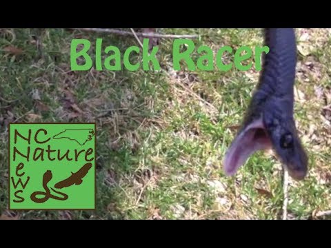biteable Black Racer / First snake of 2014! | NCNN