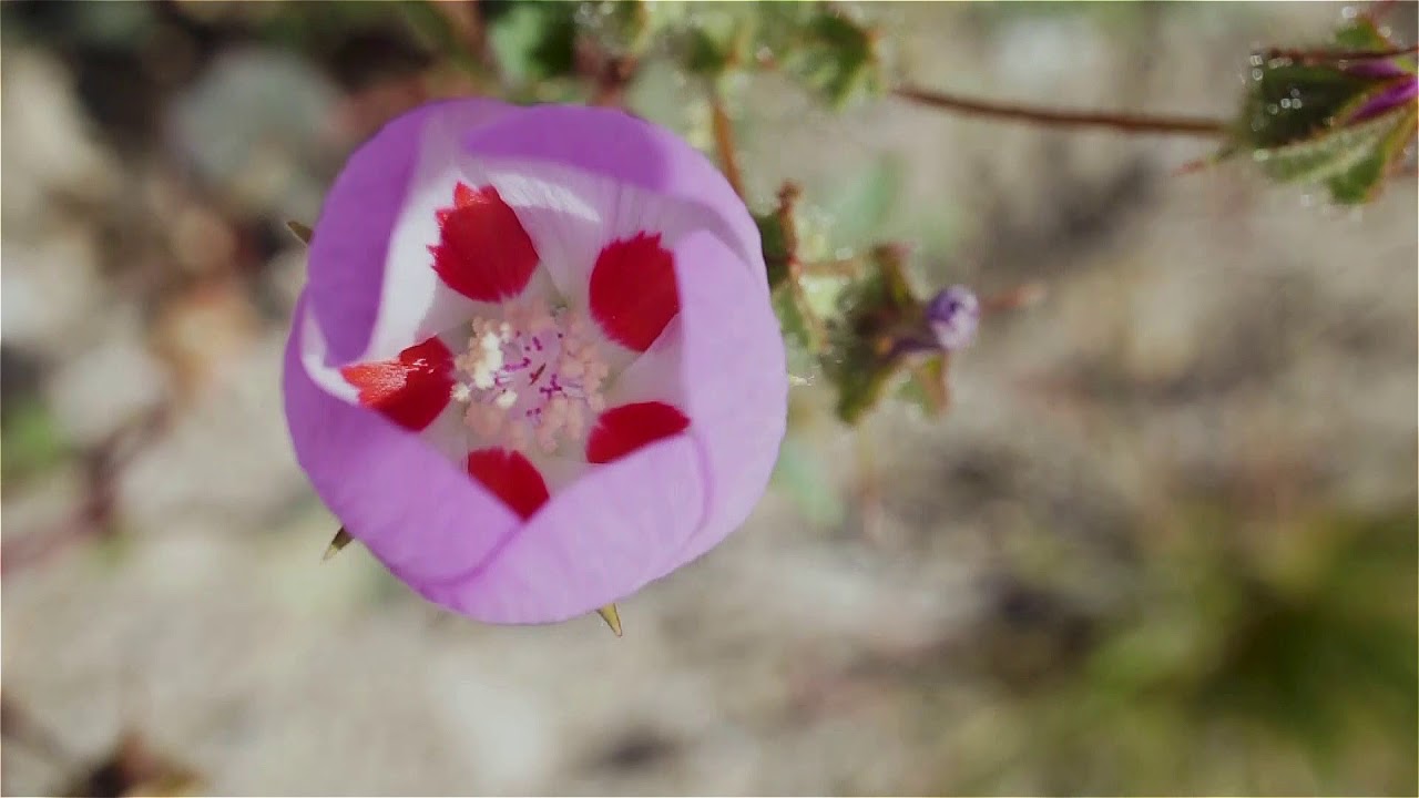 Desert Five Spot (Eremalche rotundifolia) at Coachella Valley Preserve
