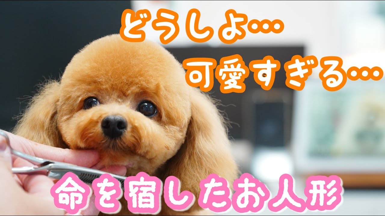カワイイという長所を更に伸ばしてみた！お似合いのベアカット♫【トイプードルカット】Dog Salon PAPAのカット動画　2021年＃4