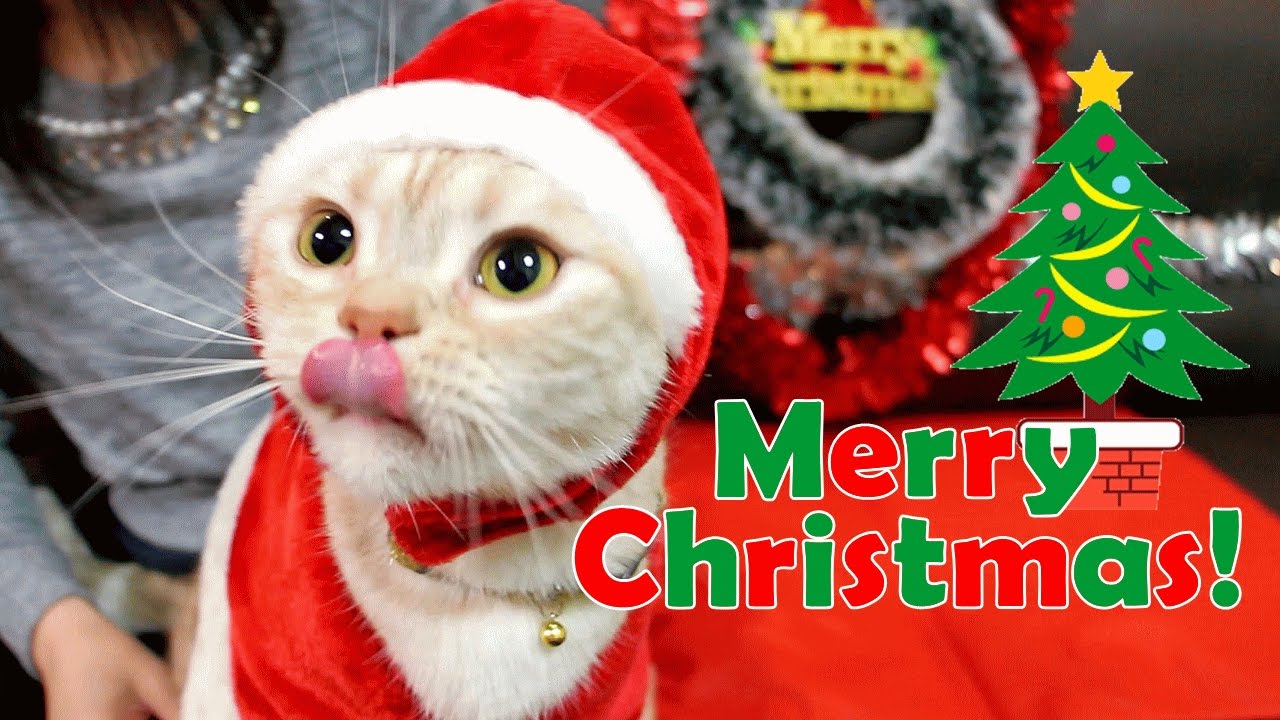 羊毛フェルト★猫　クリスマス　サンタクロース ハンドメイド☆羊毛フェルト クリスマス 猫 サンタクロース 【公式通販】