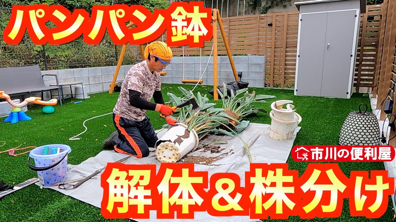 パンパン鉢植え解体＆株分け】ストレリチア・レギネ🌴和名『極楽鳥花