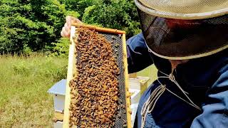 May 14, 2022 Open Apiary: demo routine hive checkup