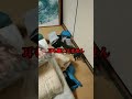 認知症の愛犬との日常...