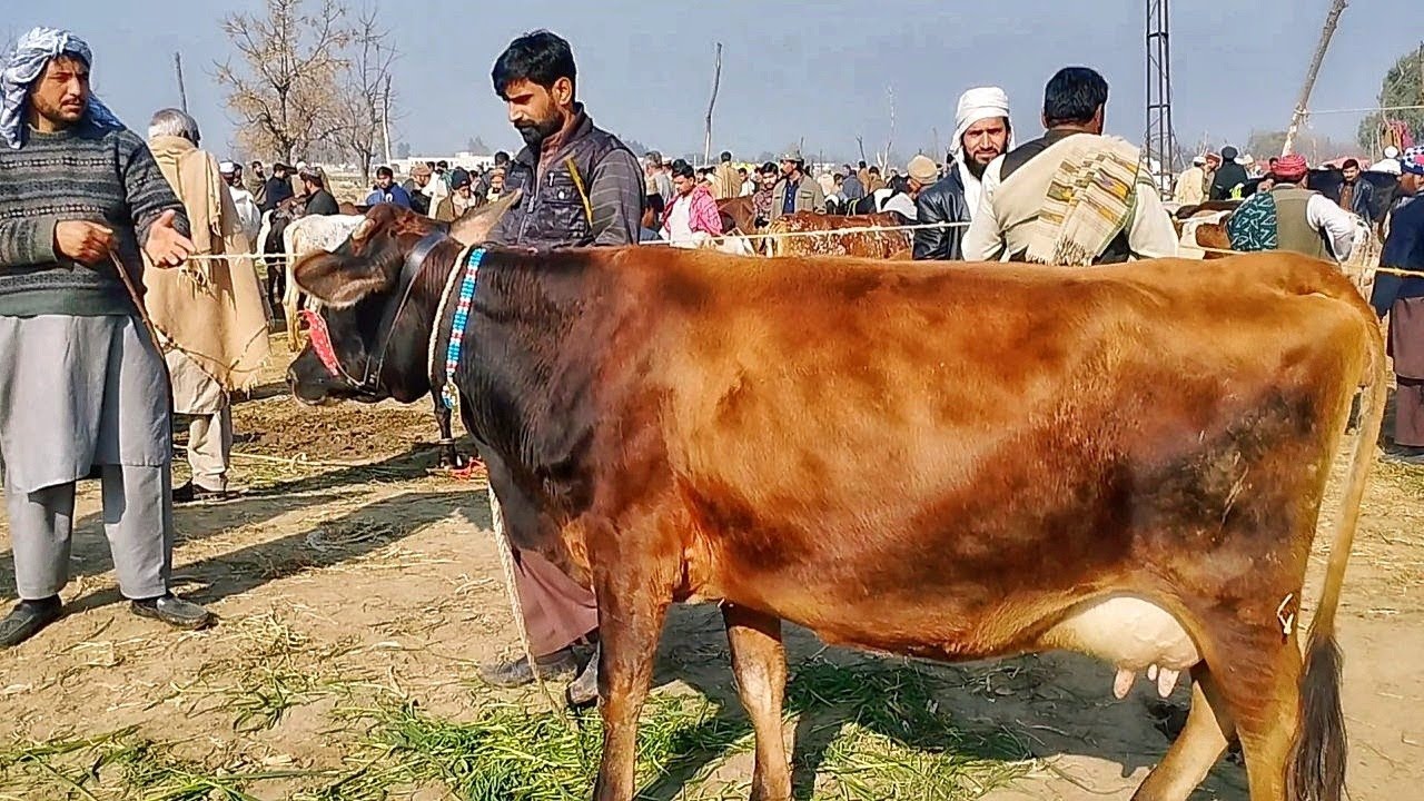 Holestan Freasian Cross jersey and Cholstani Milking Cows Latest Rate