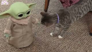 Cat scared from Baby Yoda moves