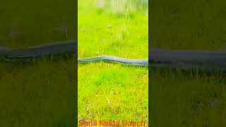 Massive Python spotted in Ballito