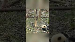 Playful panda cub having fun