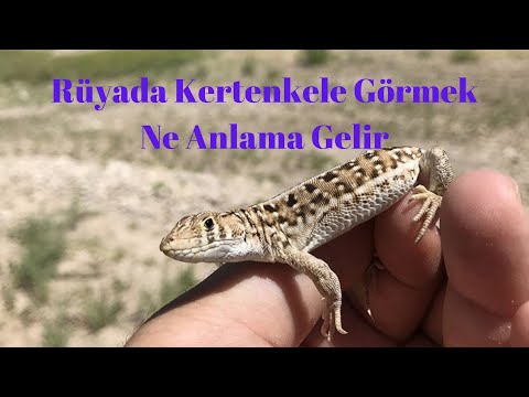 Rüyada Kertenkele Görmek Ne Anlamadır?, Rüyada Kertenkele