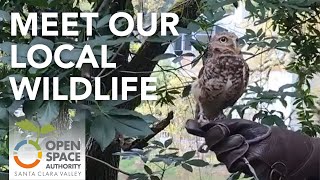 Animal Presentation with Wildlife Education and Rehabilitation Center (W.E.R.C.)
