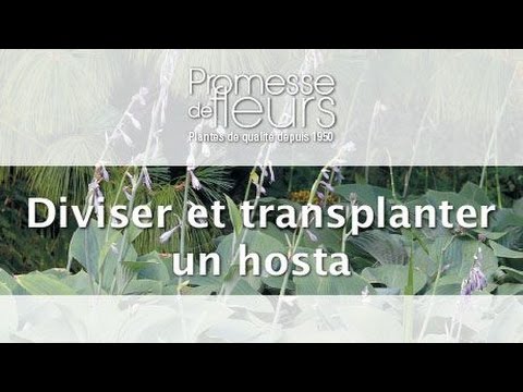 Transplanter et diviser les Hostas - vidéo Promesse de fleurs