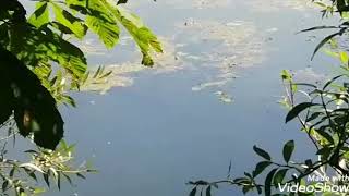 Siluro en el Ebro en Sobrón, cerca de Miranda de Ebro, por Adolfo