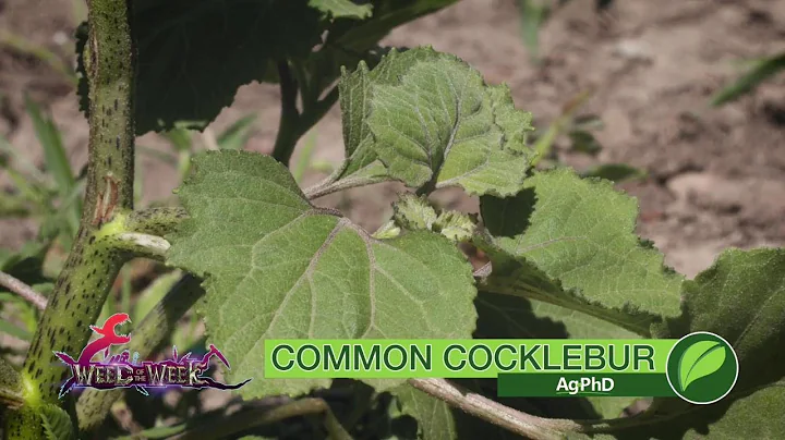 Weed of the Week #1027 Common Cocklebur (Air Date 12-10-17)