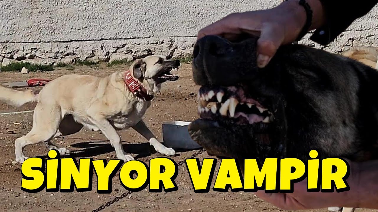 SİNYOR VAMPİR IRKI KÖPEKLER