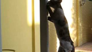 cat02.avi