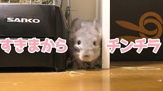 隙間のチンチラが可愛すぎる！！Chinchilla from the gap