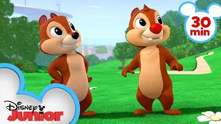 Chip 'N Dale's Nutty Tales 30 Minute Compilation | Mickey Mouse, Minnie Mouse \& MORE | @disneyjunior