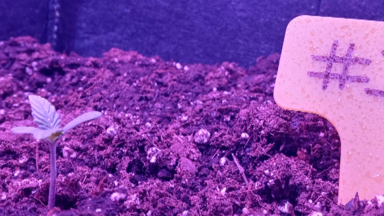 Seed to Harvest. Learning to grow. Fast buds Purple punch autoflower. 2 Spider farmer sf 1000d's