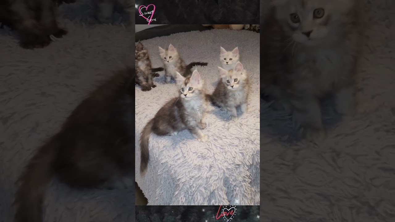 Polydactyl Maine Coon Kittens 😸 