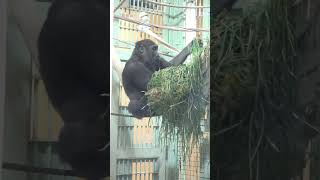 Cant Eat All Little Gorilla Kintaro.