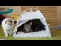 猫テント ペットテント（なにわ猫）