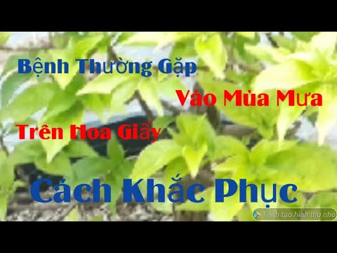 Video Cách Khắc phục Bệnh Vàng Lá Trên Cây Hoa Giấy Mùa Mưa - youtube