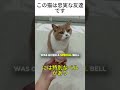 この猫は忠実な友達です