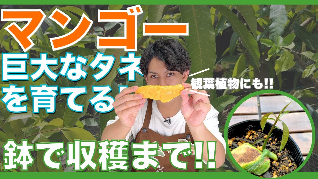 Grow mangoes from giant seeds! Secrets to successful cultivation