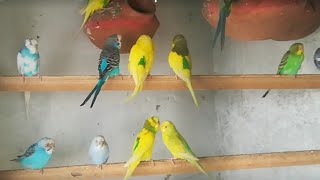 Beautiful lovebirds ki nice video @birdsandanimalsvideos.