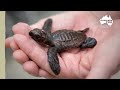 Adorable Turtle Release | Irwin Family Adventures