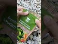 Cara semai tanaman dari biji #berkebun #gardening #youtubeshorts
