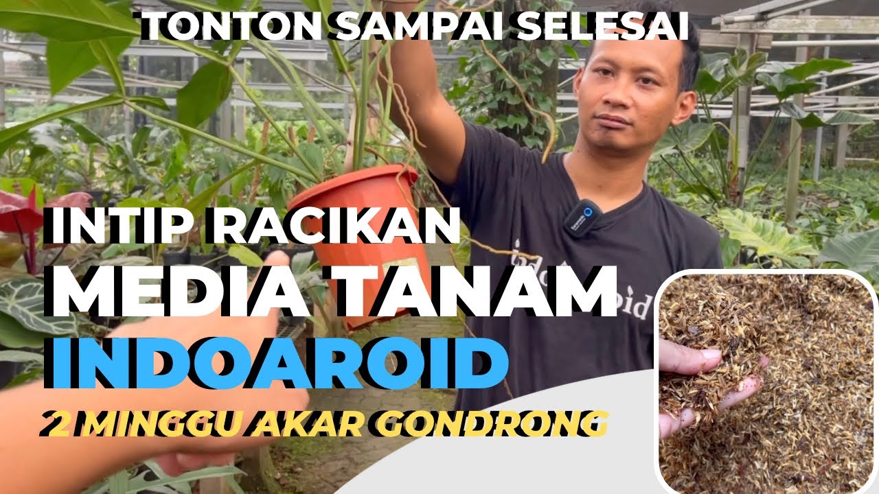 Indo Roids TERNYATA BEGINI MEDIA TANAM ANDALAN INDOAROID - YouTube