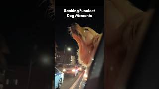 Ranking Funniest Dog Moments #dog #funny