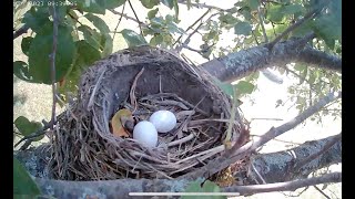 Mourning Dove Reuses American Robins Nest, Laid 2 Eggs And Hatched A Single Chick.