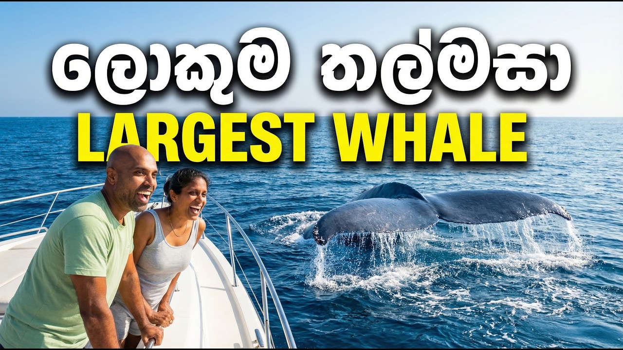 ලොකුම තල්මසා සොයා | Dr. Ru Somaweera | #යංසත්තුබලන්න #rugoeswild