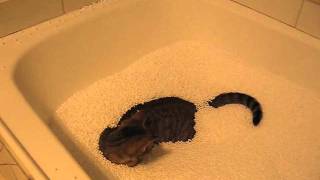 Crazy Cat...fallon And The Bean Bag.wmv