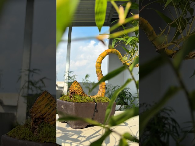 TRE NGÀ DÁNG LONG – KHI CỐT TRE MANG KHÍ RỒNG