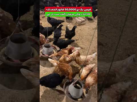 50,000 دعاؤں کا سفر  آپ کے  ساتھ رہ کر ہی Poultry Ideas آج یہاں تک پہنچا۔یہ خوشی آپ کے نام #chicken