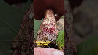 Edible...ish Frost's bolete Exsudoporus frostii 