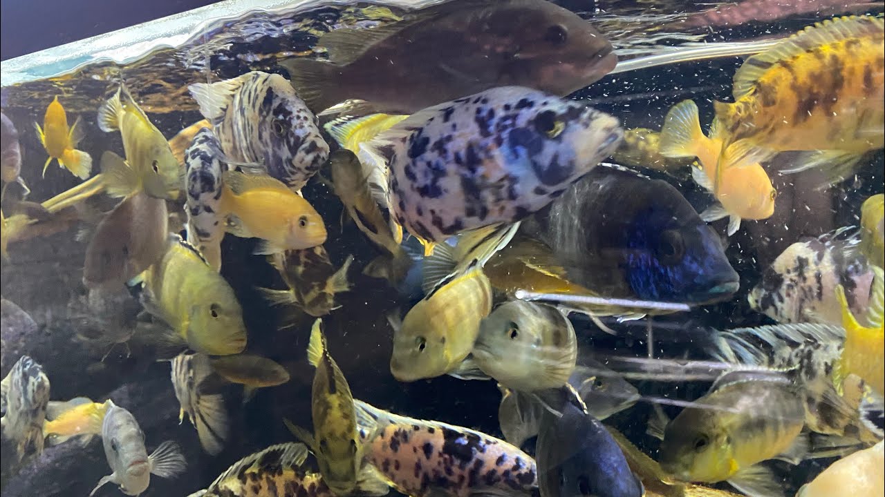I think they I’m going to get dizzy #aquarium #calgary #fish - YouTube